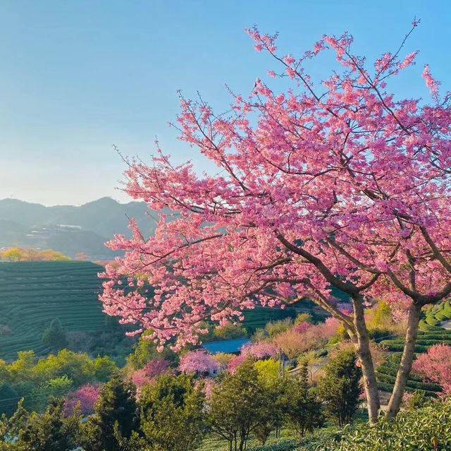 Yongfu Cherry Blossom Garden, Longyan