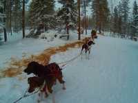 Husky-Sledding in Rovaniemi, Finland🇫🇮✈️❄️