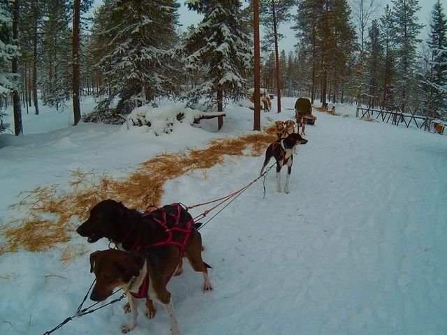Husky-Sledding in Rovaniemi, Finland🇫🇮✈️❄️
