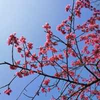 廣東也能看櫻花？