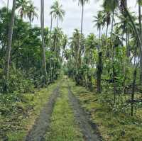 the island of the film about Vanuatu tribes