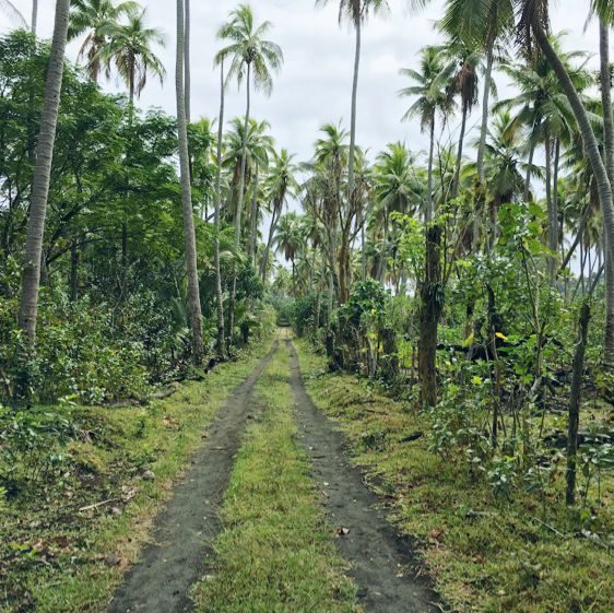 the island of the film about Vanuatu tribes