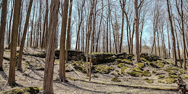 Mindfulness Walk | Dundas Valley Conservation Area