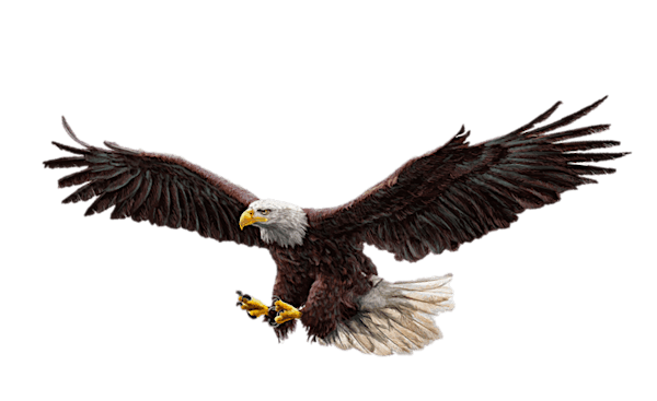 Ingrebourne Birds of Prey Flight & Talk Show | Ingrebourne Valley Nature Discovery Centre