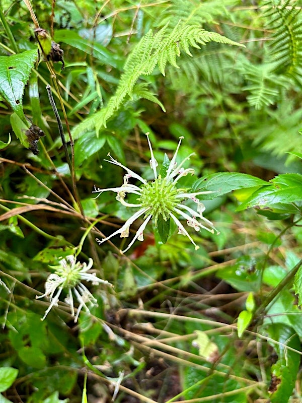 Wildwoods Walk | The North Carolina Arboretum