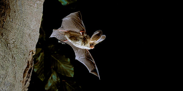 Rangers 'Bat Walk' - College Lake, Saturday 20 September | College Lake