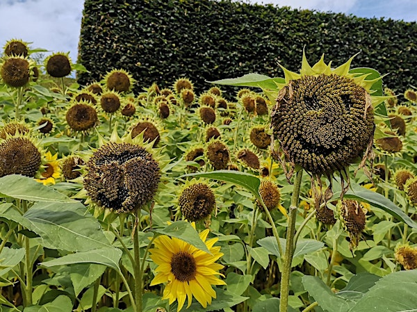 Autumn Harvest Workshop | The Garden Bar & Cafe @ Allwoods Garden Centre, Hassocks