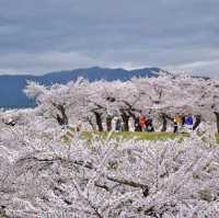 五陵郭公園五星芒櫻花道