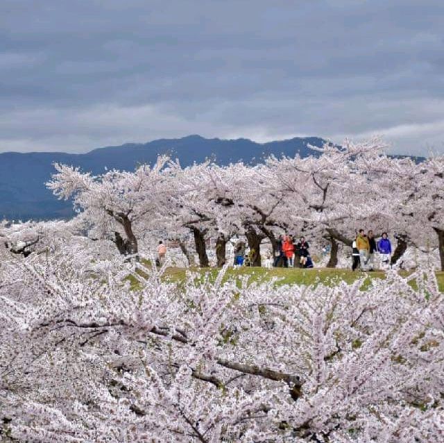 五陵郭公園五星芒櫻花道