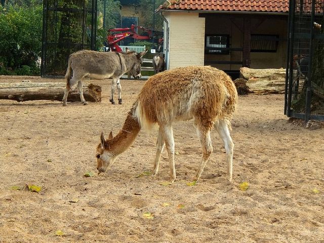 Meet the animals at Artis Royal Zoo