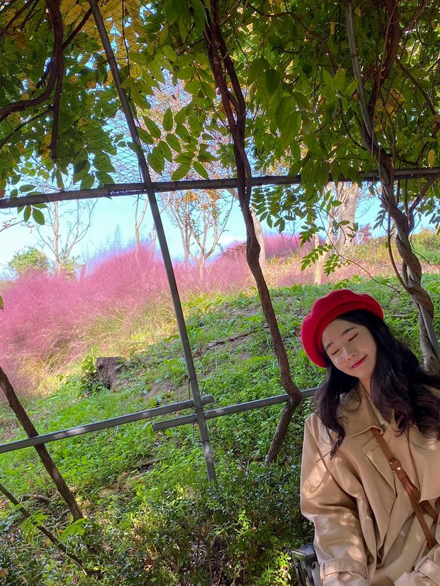 이번 가을 핑크뮬리 보러 대전 대동하늘공원 가기! 