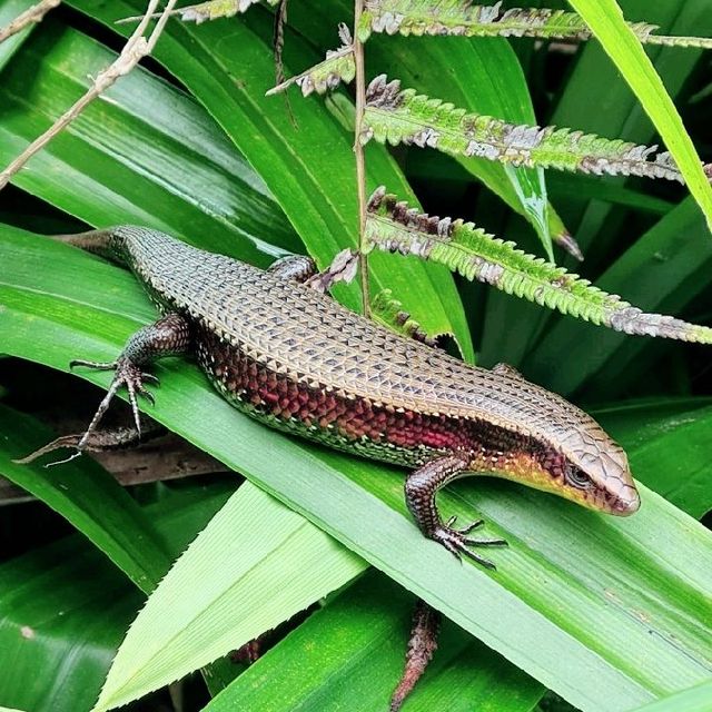 Kranji Marshes exploration