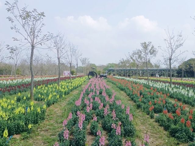 廣洲櫻花樂園