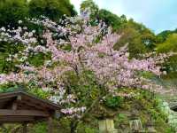 京都　KYOTO SAKURAめぐり❗️まさに、いとをかし清水寺の桜に大満足❗️