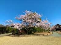 京都　京都散策旅　渉成園の庭園と桜のコラボに感動❗️