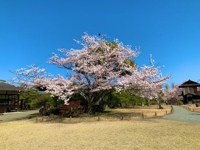 京都　京都散策旅　渉成園の庭園と桜のコラボに感動❗️