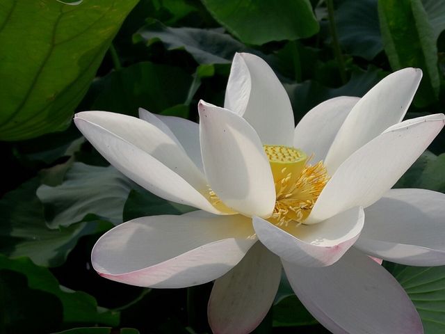 일로 회산백련지
