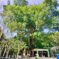 Gaharu Tea Valley @Gopeng Perak