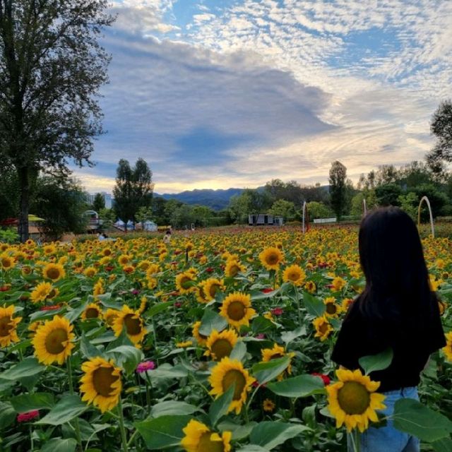 🌻남도꽃정원 해바라기, 코스모스 즐기기🌼