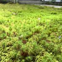 【京都】苔が美しい完全予約制のお寺