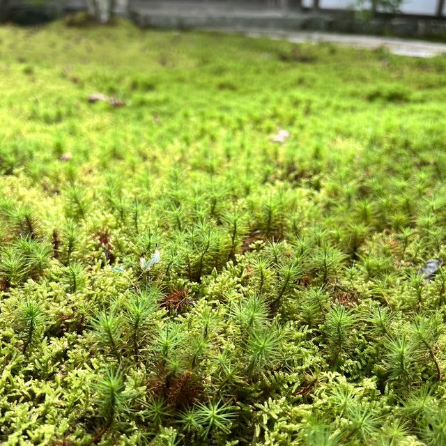 【京都】苔が美しい完全予約制のお寺