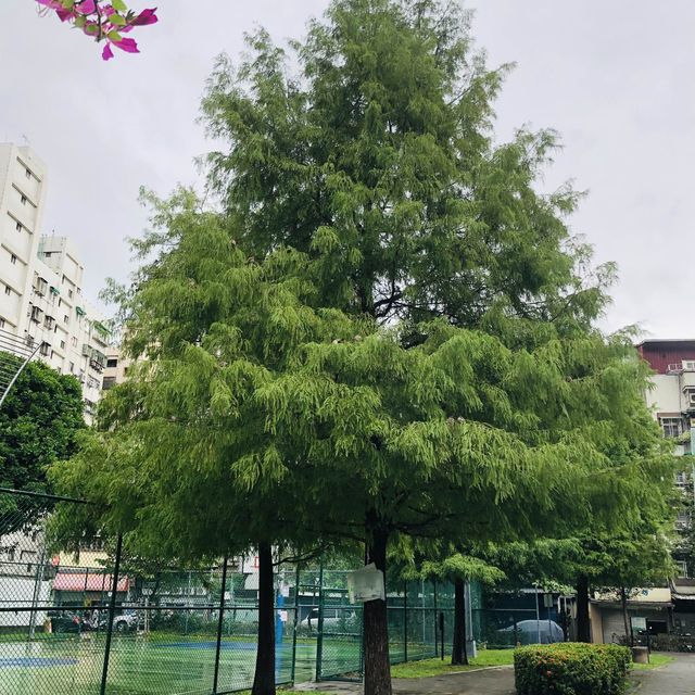 💛這是一個好地方💛Jiancheng Park 建成公園