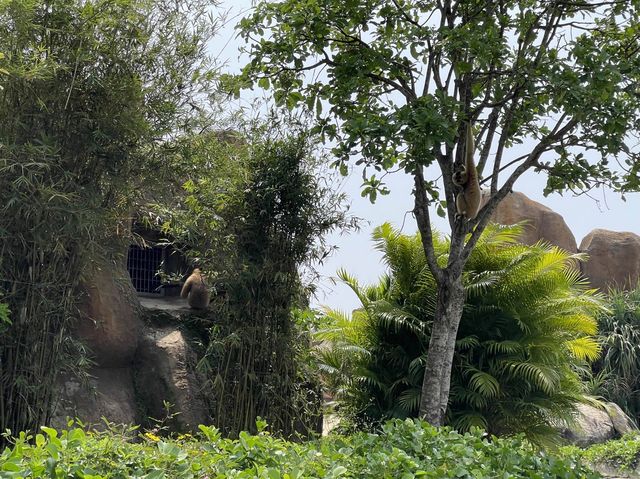 Vinpearl River Safari @ VinWonders Nam Hoi An 🇻🇳