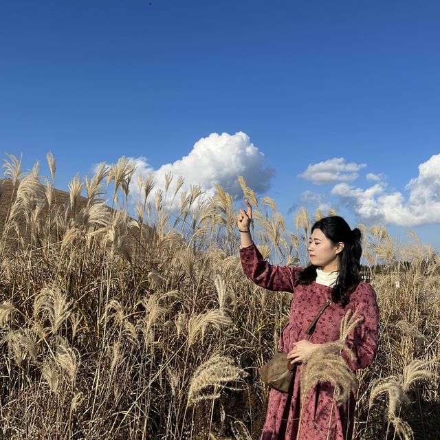 가을 제주 느끼고 싶다면 꼭 들러야 할 곳, 제주 새별오름🍂