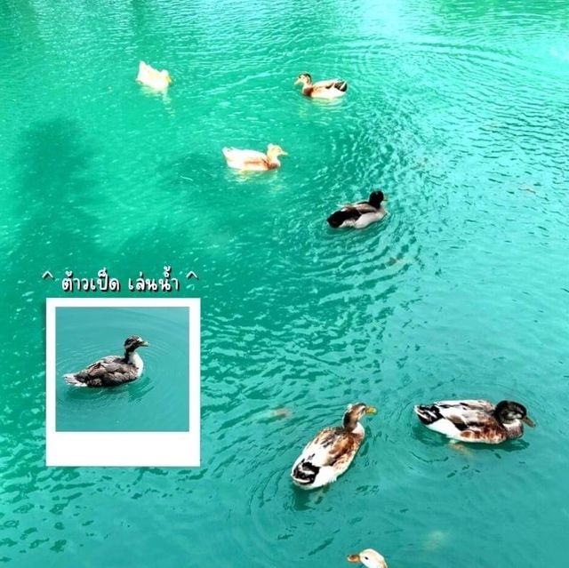 "The wild swans lake & restaurant"    