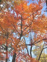 Maple leaves @ Tai Tong 🍁