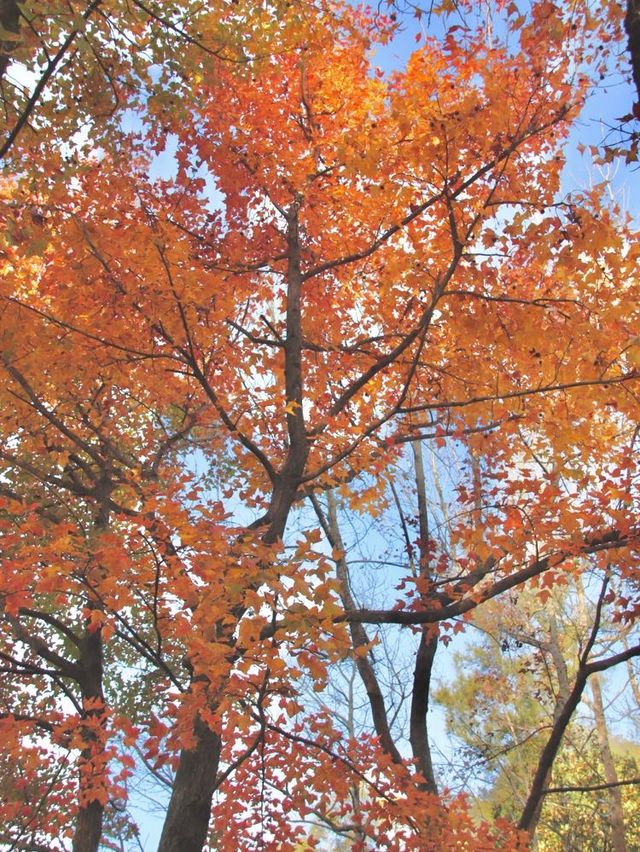 Maple leaves @ Tai Tong 🍁 Maple leaves @ Tai Tong 🍁