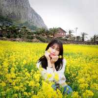 [Voyage8.] 🌼제주도에서 유채꽃놀이 하기~🌼