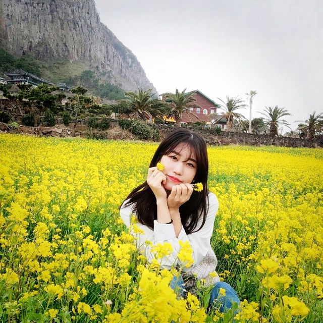 [Voyage8.] 🌼제주도에서 유채꽃놀이 하기~🌼