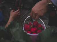 🍓ไร่สามพี่น้อง @วังน้ำเขียว