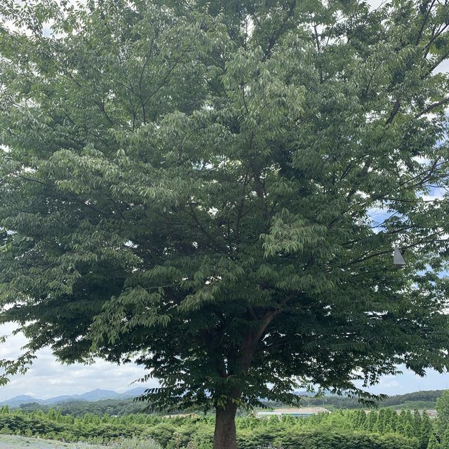 당진에도 이런 곳이 있었다니...?