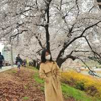 🌸청주 벚꽃 로드 <무심천>