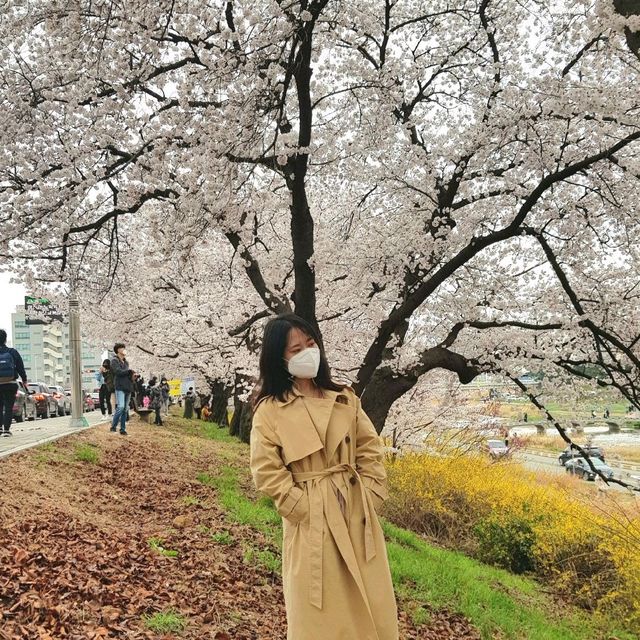 🌸청주 벚꽃 로드 <무심천>