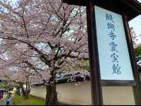 京都　SAKURA  桜めぐり❗️醍醐寺の霊宝館あたりの桜に感動❗️