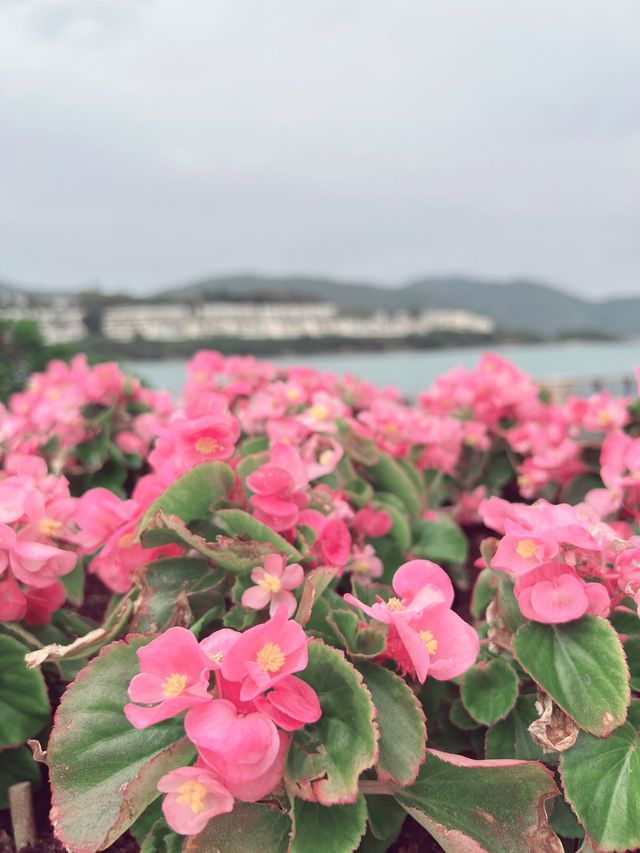 愉景灣