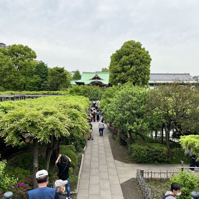 【東京】東京で藤の花といえばの名所