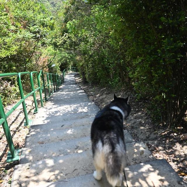 適合帶埋寵物去嘅行山路線！