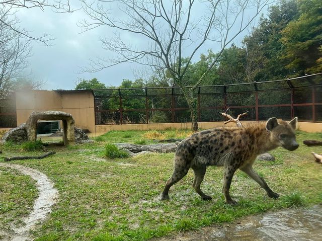日本第一位動物園｜高知縣立野市動物園