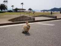 日本廣島｜兔仔島🐰🐰😍😍