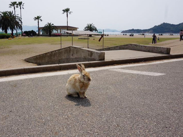 日本廣島｜兔仔島🐰🐰😍😍