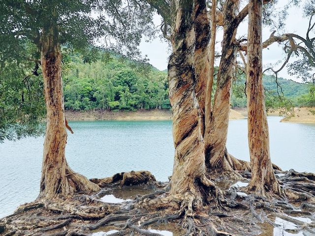 水畔千層