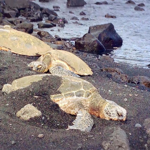在黑沙灘上看海龜睡覺🐢｜夏威夷祕境🏖️