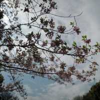 賞櫻熱點🌸🌸🌸