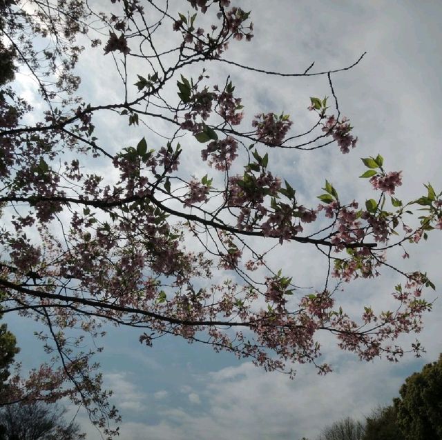 賞櫻熱點🌸🌸🌸