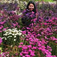 Northern Blossom 
