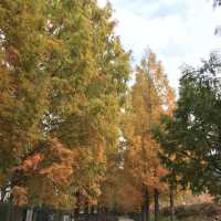 Metasequoia-lined Road